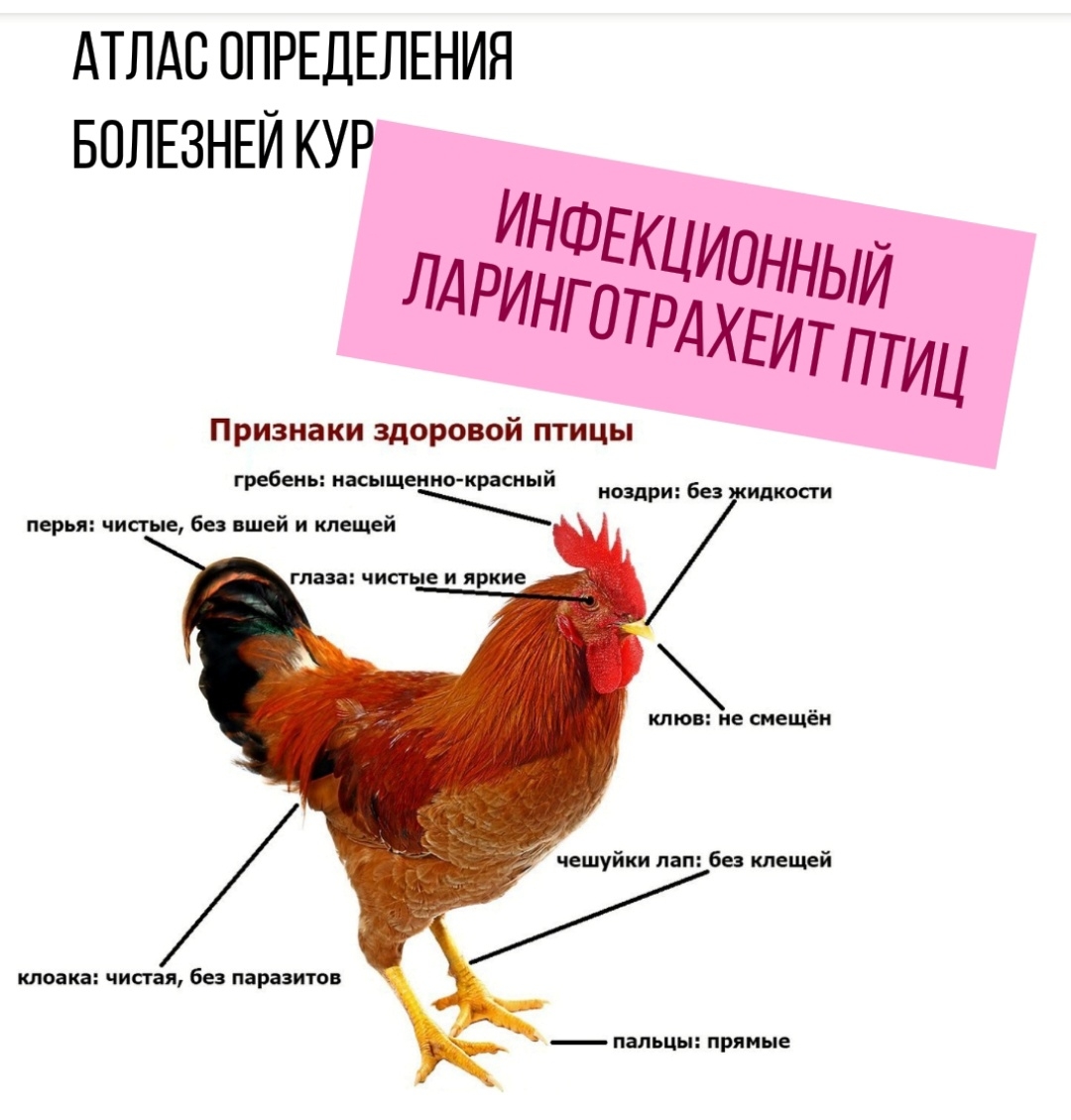 Кара опал (хохлатая чернокожая) (бирюзовое яйцо)