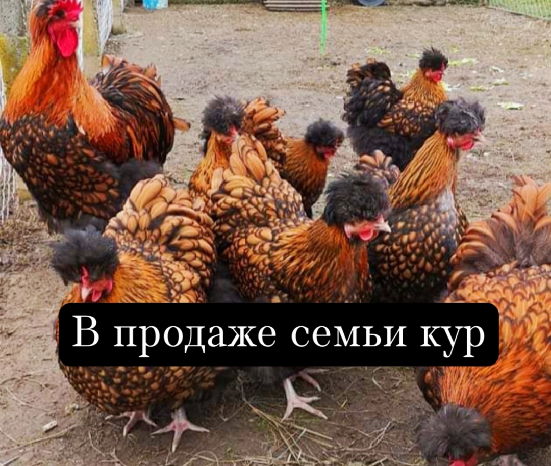 Плимутрок полосатый — молодка