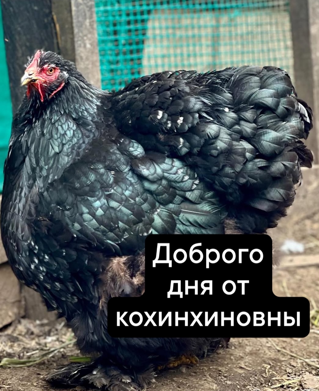 Кохинхин черный