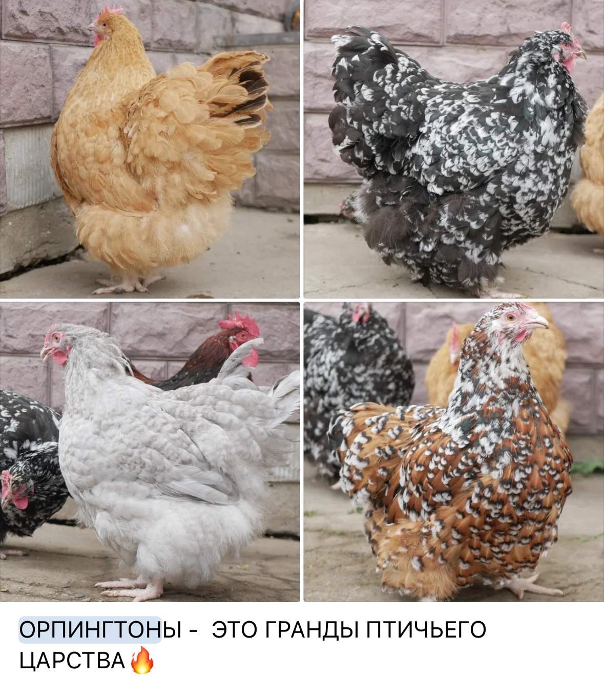 Орпингтон золотисто-окаймленный