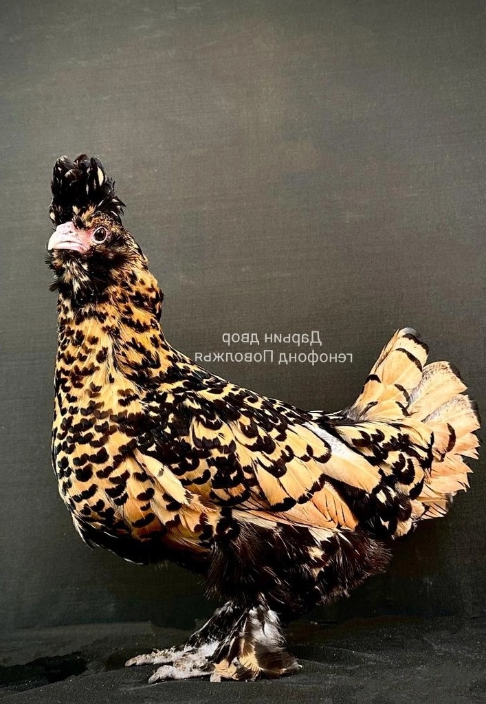Кохинхин голубой
