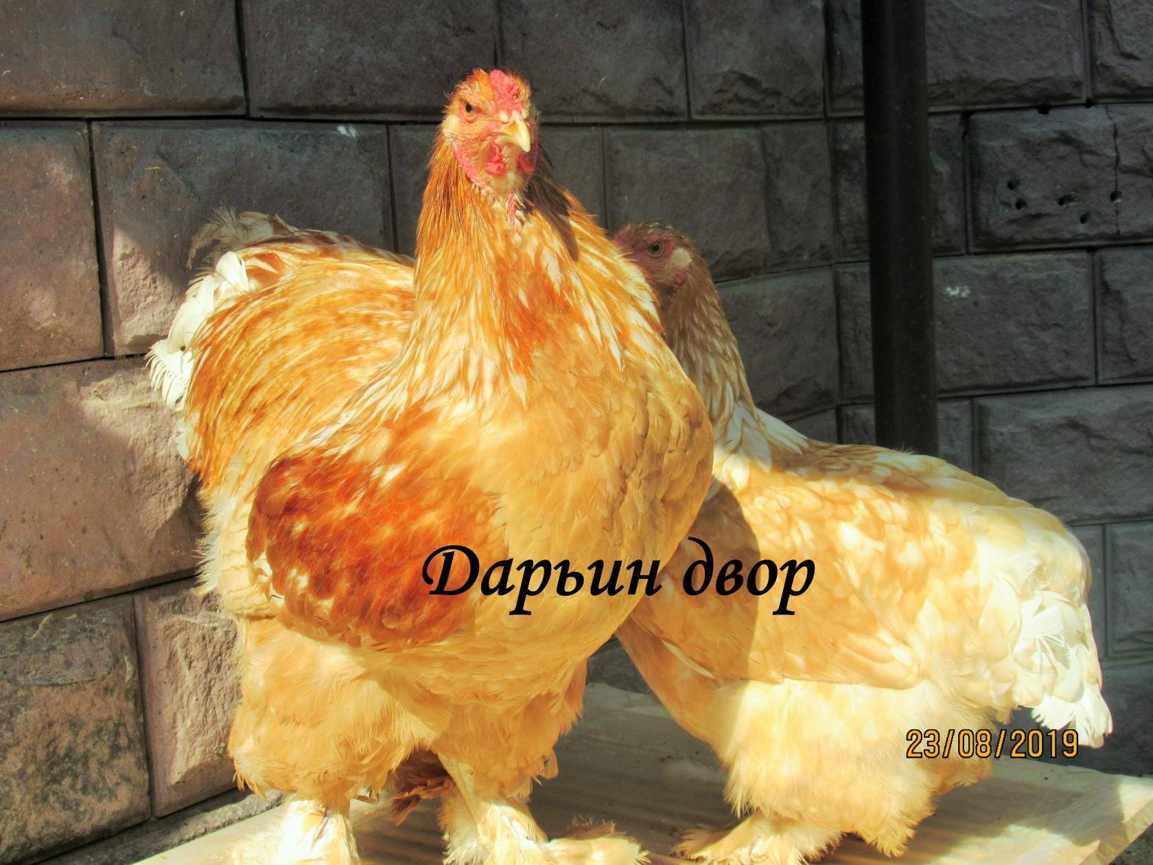 Брама жемчуг
