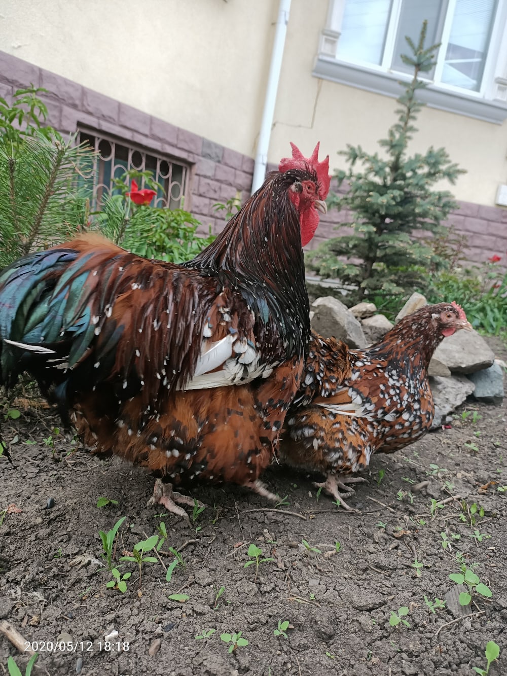 Брама черная