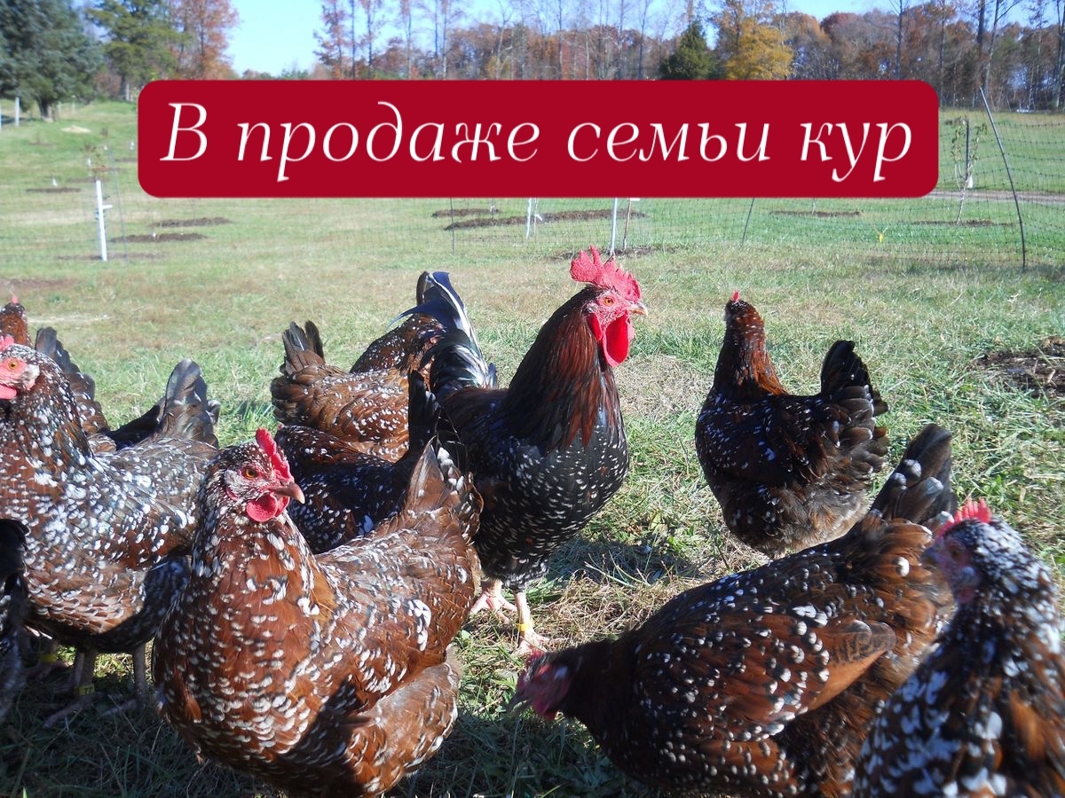 Синь-синь-дянь микс