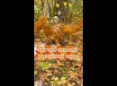 Леггорн палевый