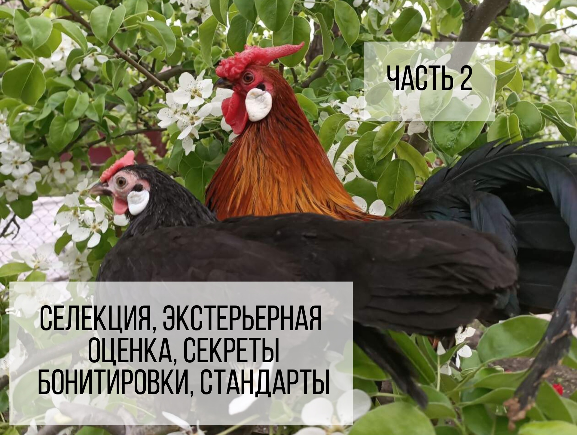 Нидеррейнер (нидерхайнер)