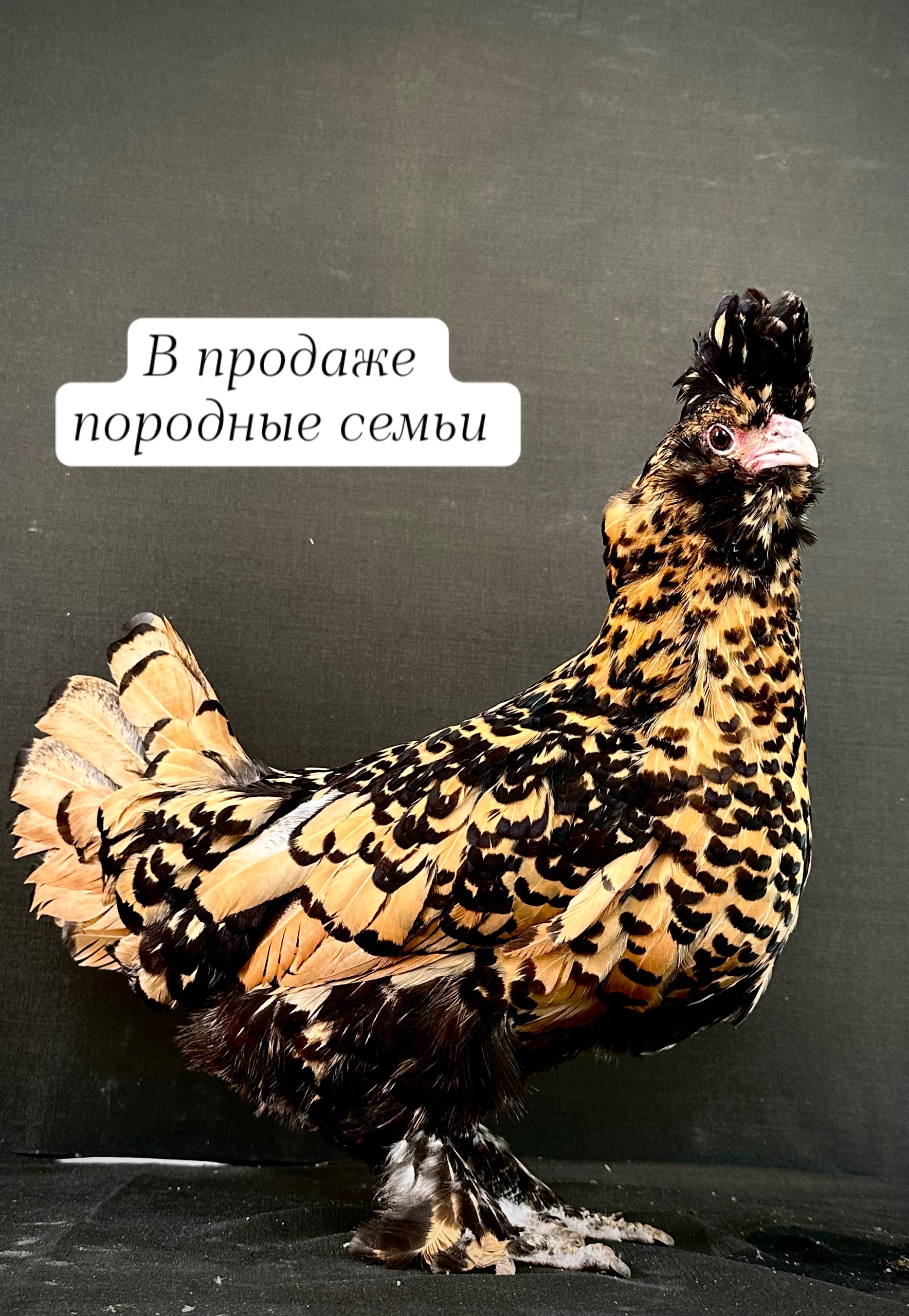 Брама лимон — молодка