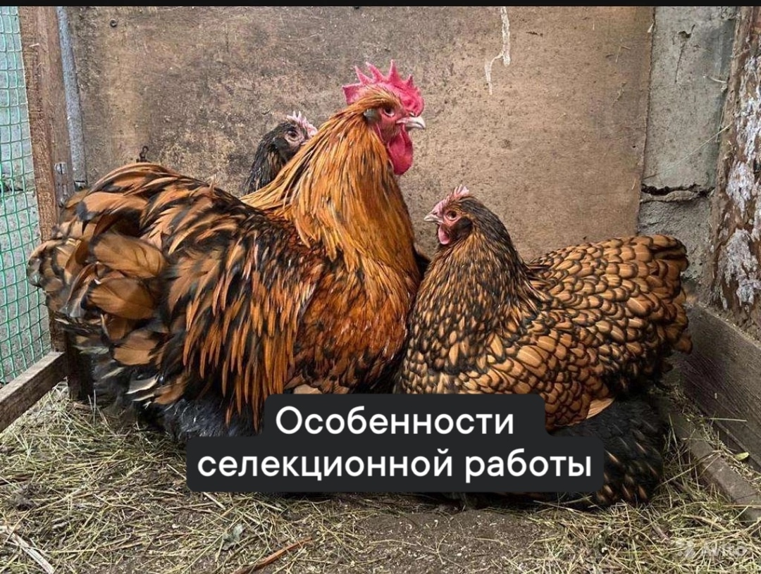 Фавероль голубая с золотистостью (сапфир)