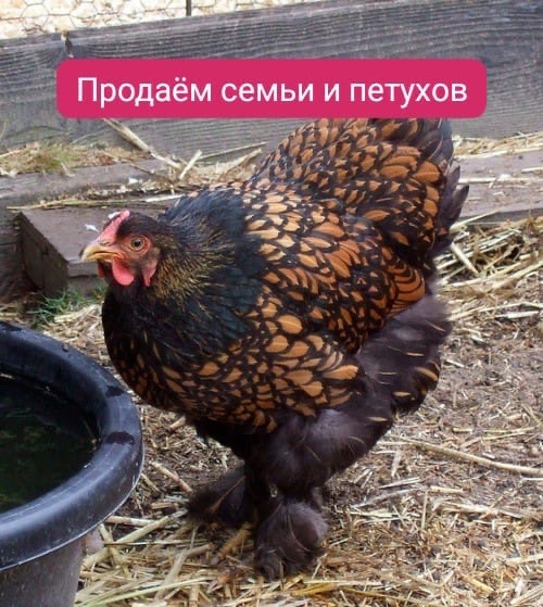 Царскосельская