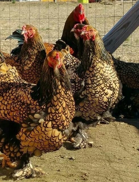 Брама черное золото