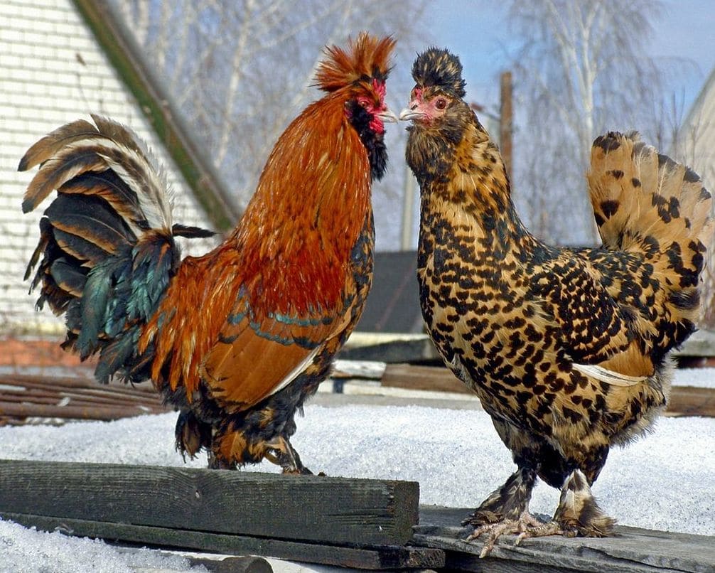 Павловская ассорти