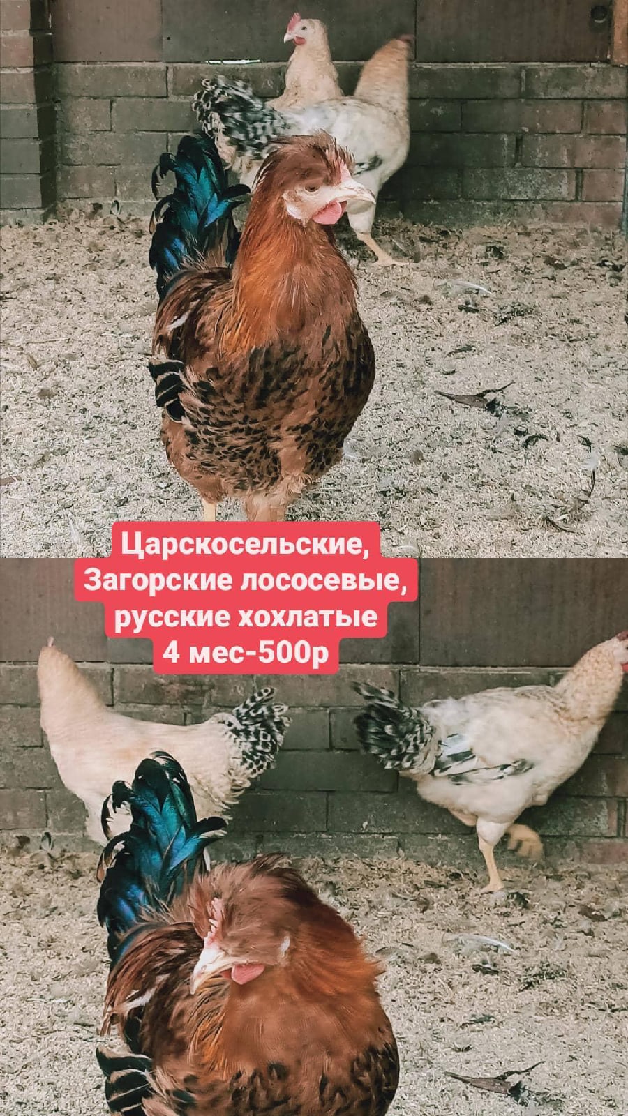 Брама белая