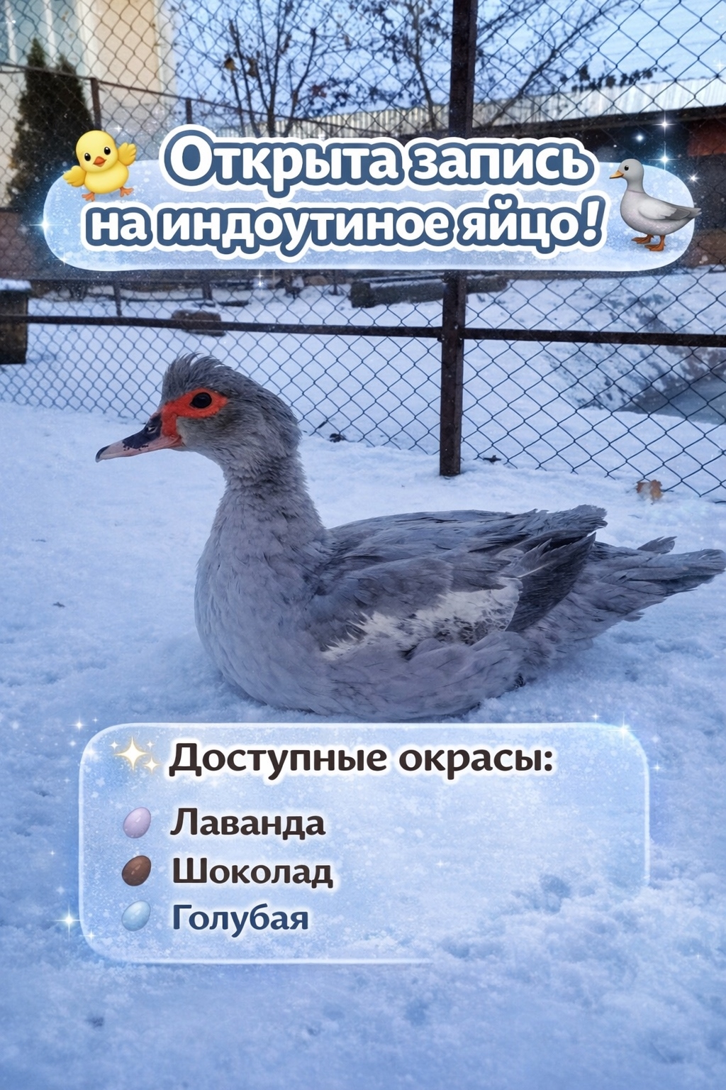 Мускусная утка лавандовая