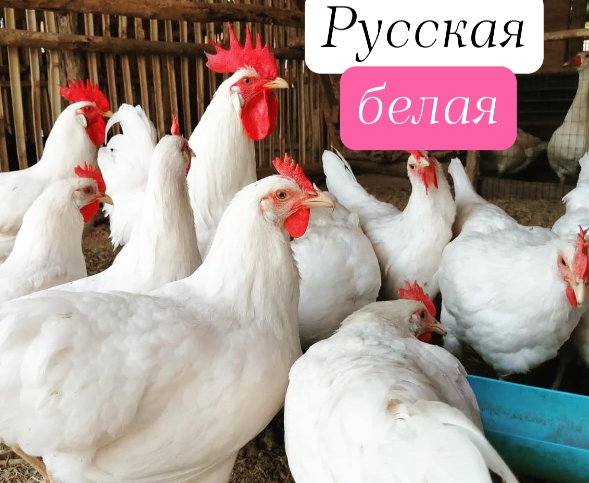 Русская белая