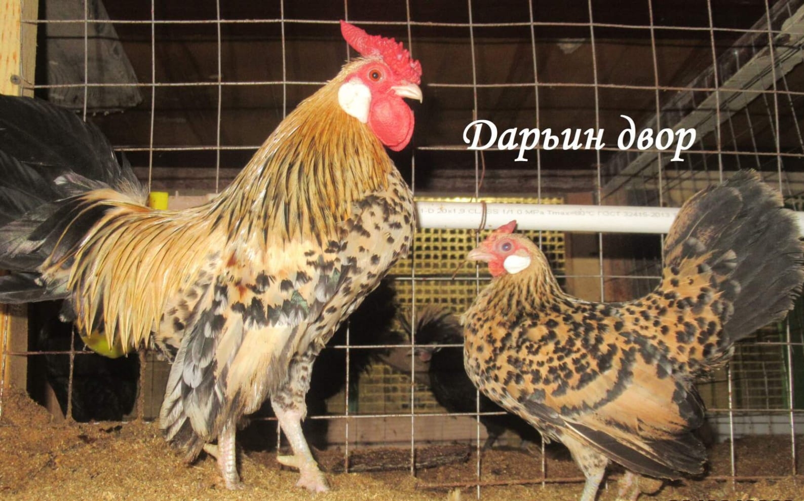 Бентам яванский