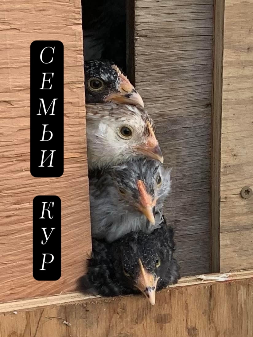 Орпингтон черный
