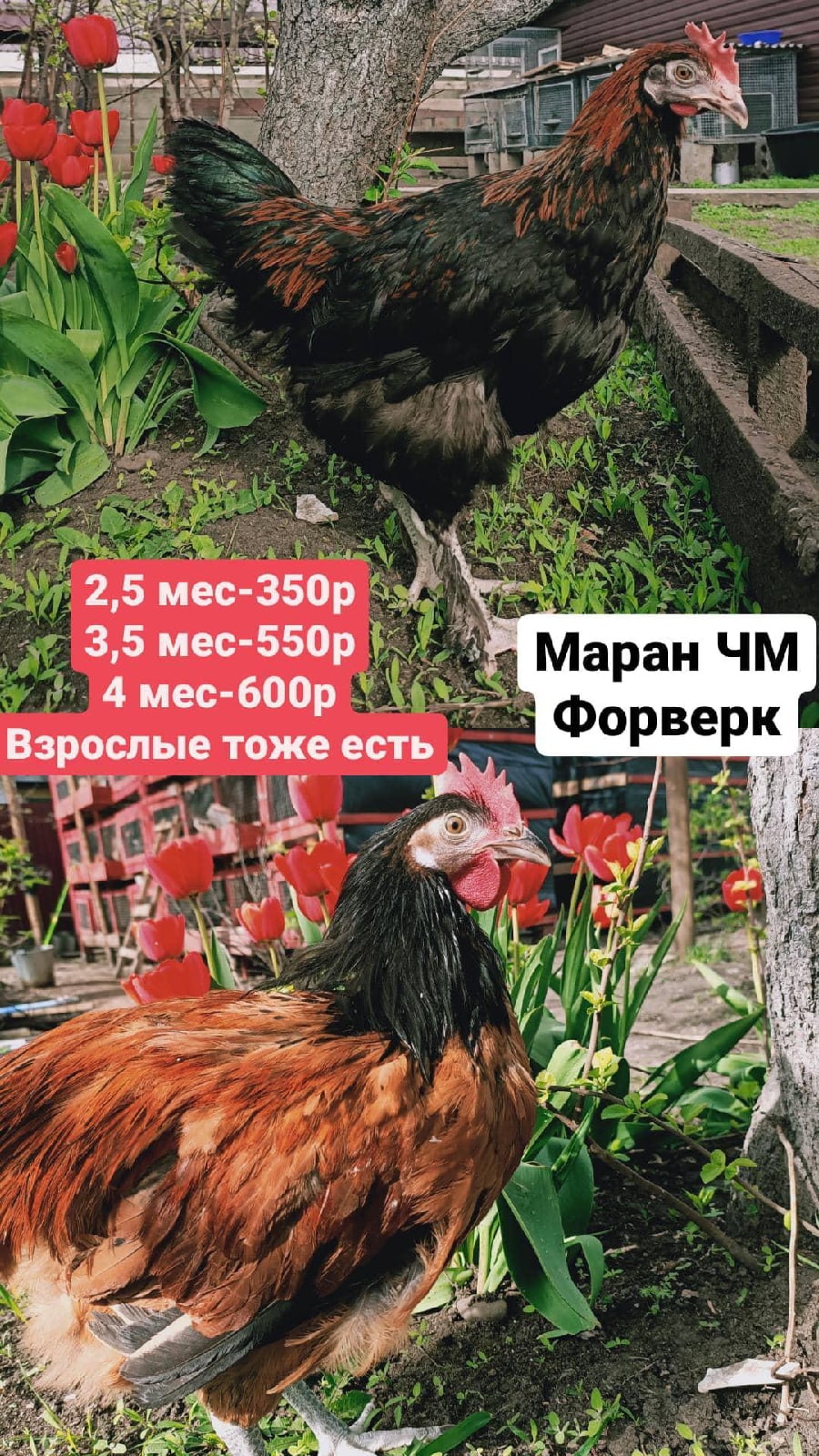 Брама белая