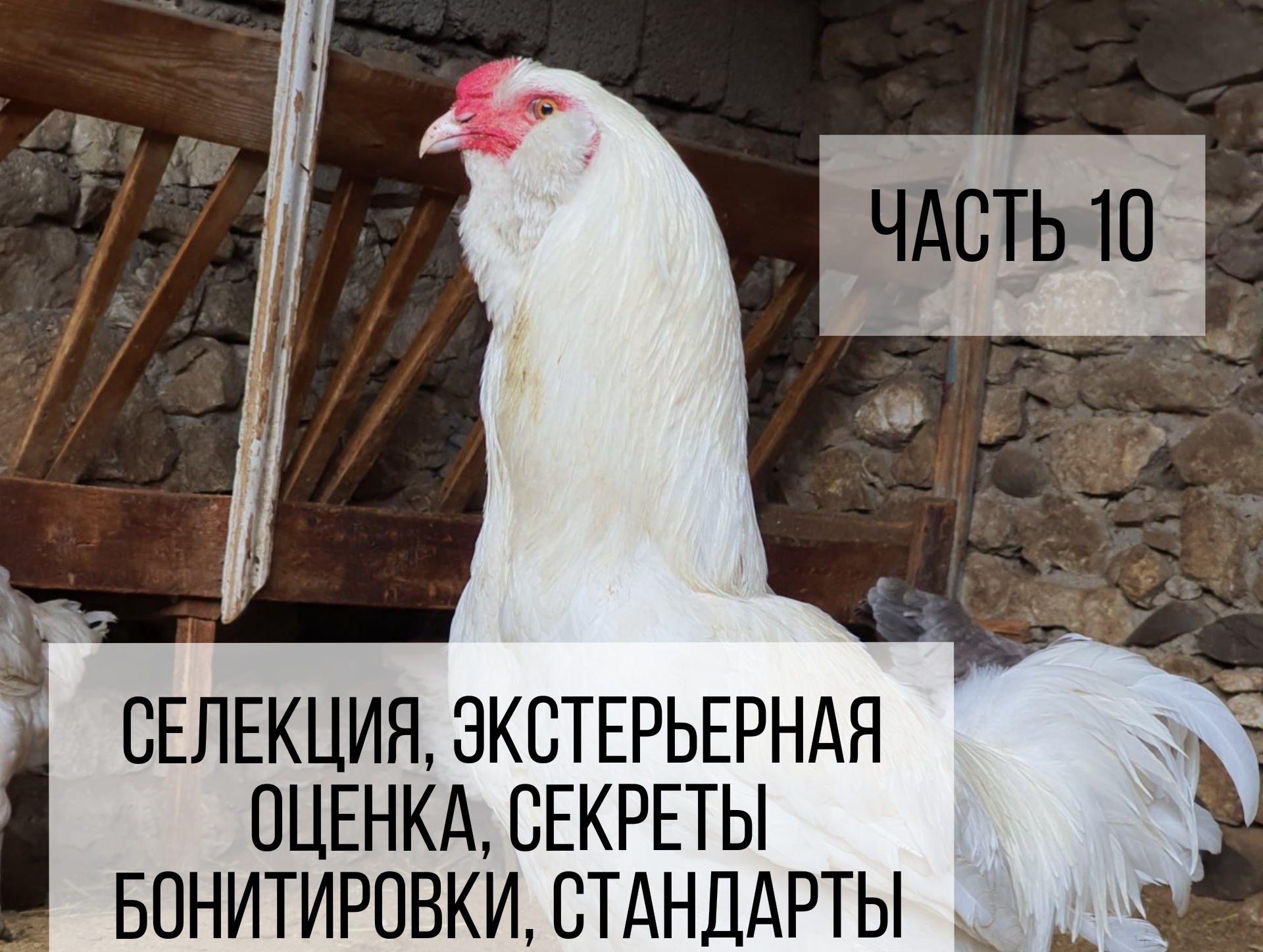 Мясной микс