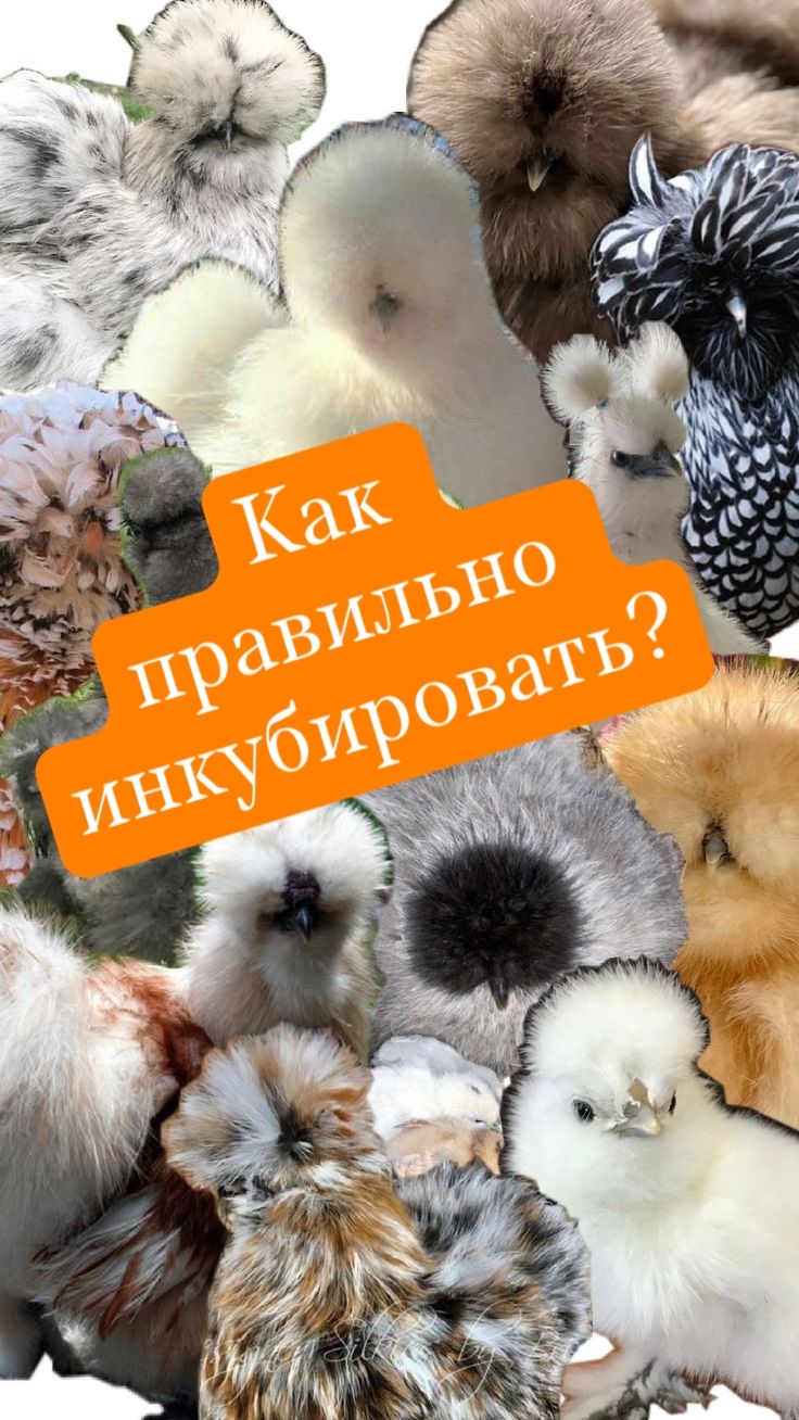 Брама лимон