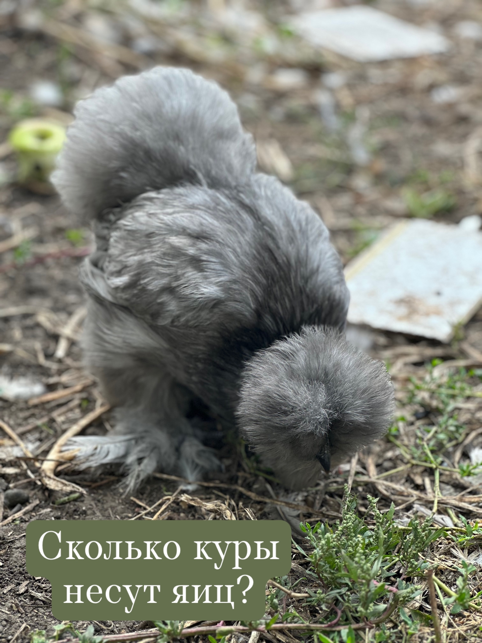 Брама голубая