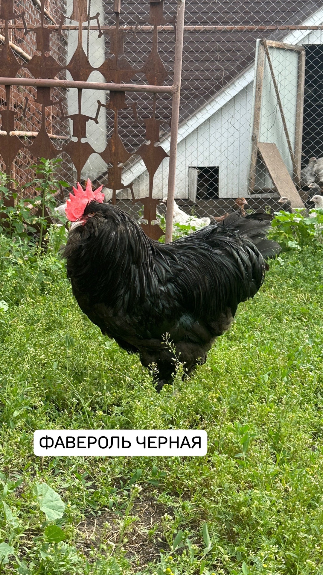 Фавероль черная