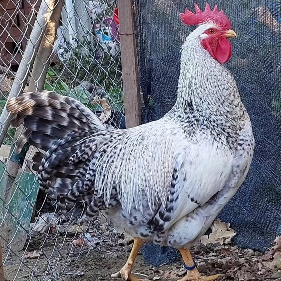 Билефельдер серебро