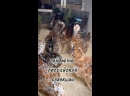 Орловские ситцевые — молодка