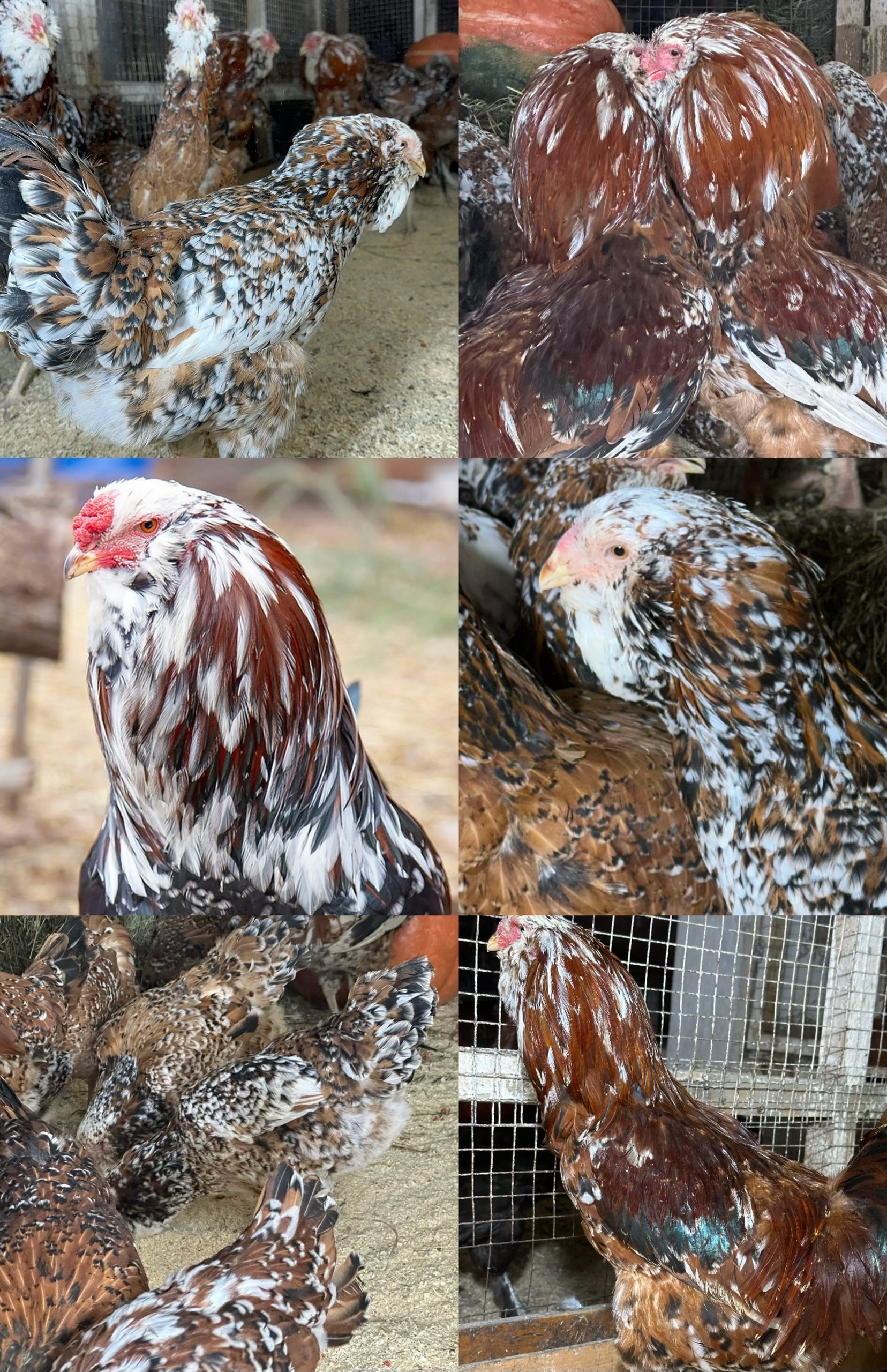 Царскосельская