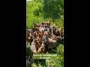Билефельдер криль