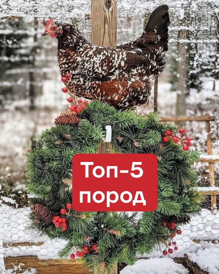Люйкэданьцзы разные окраски (зеленое, бирюзовое яйцо)