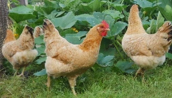 Царскосельская