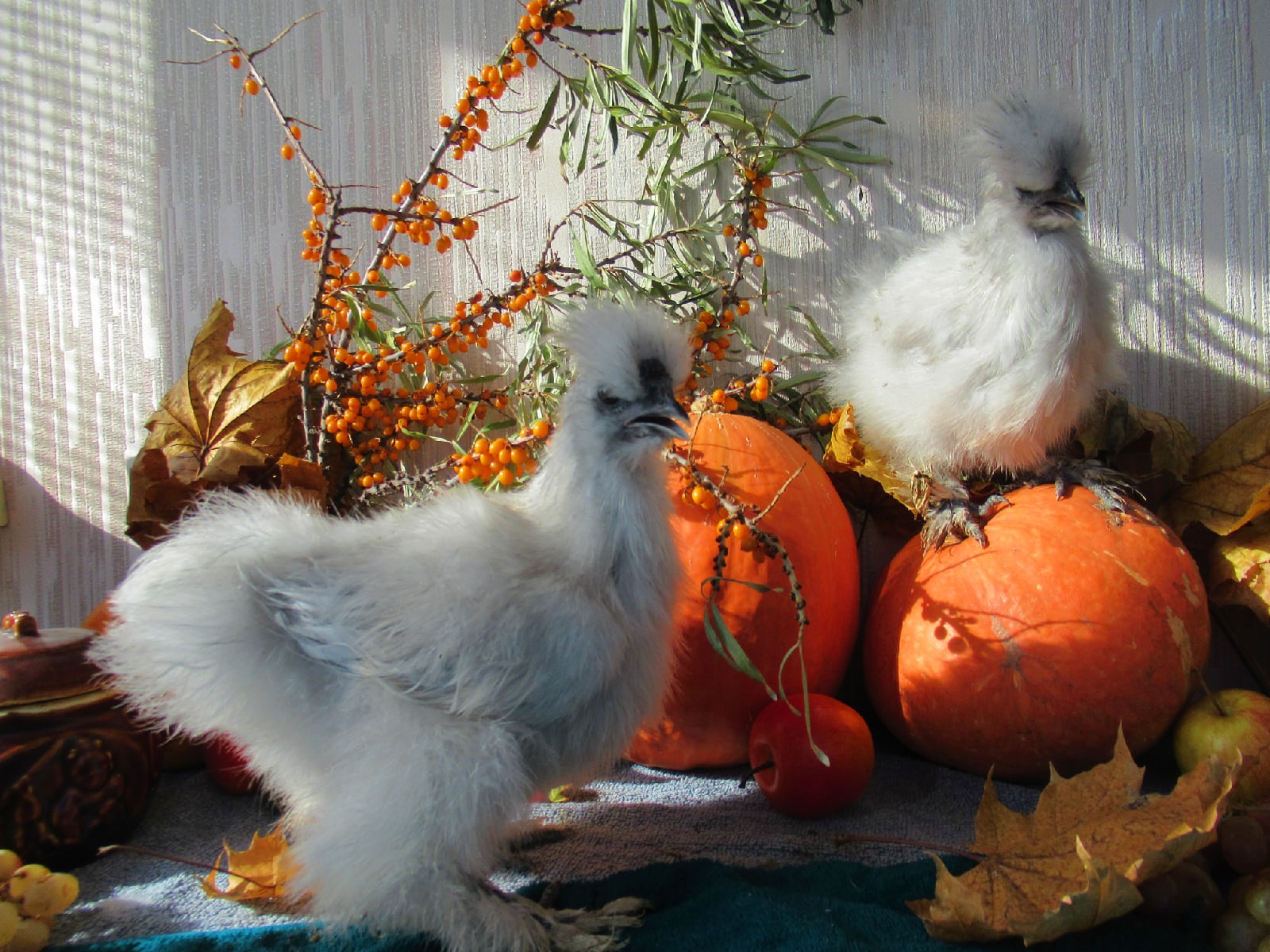 Шёлковая лавандовая Silkie lavender