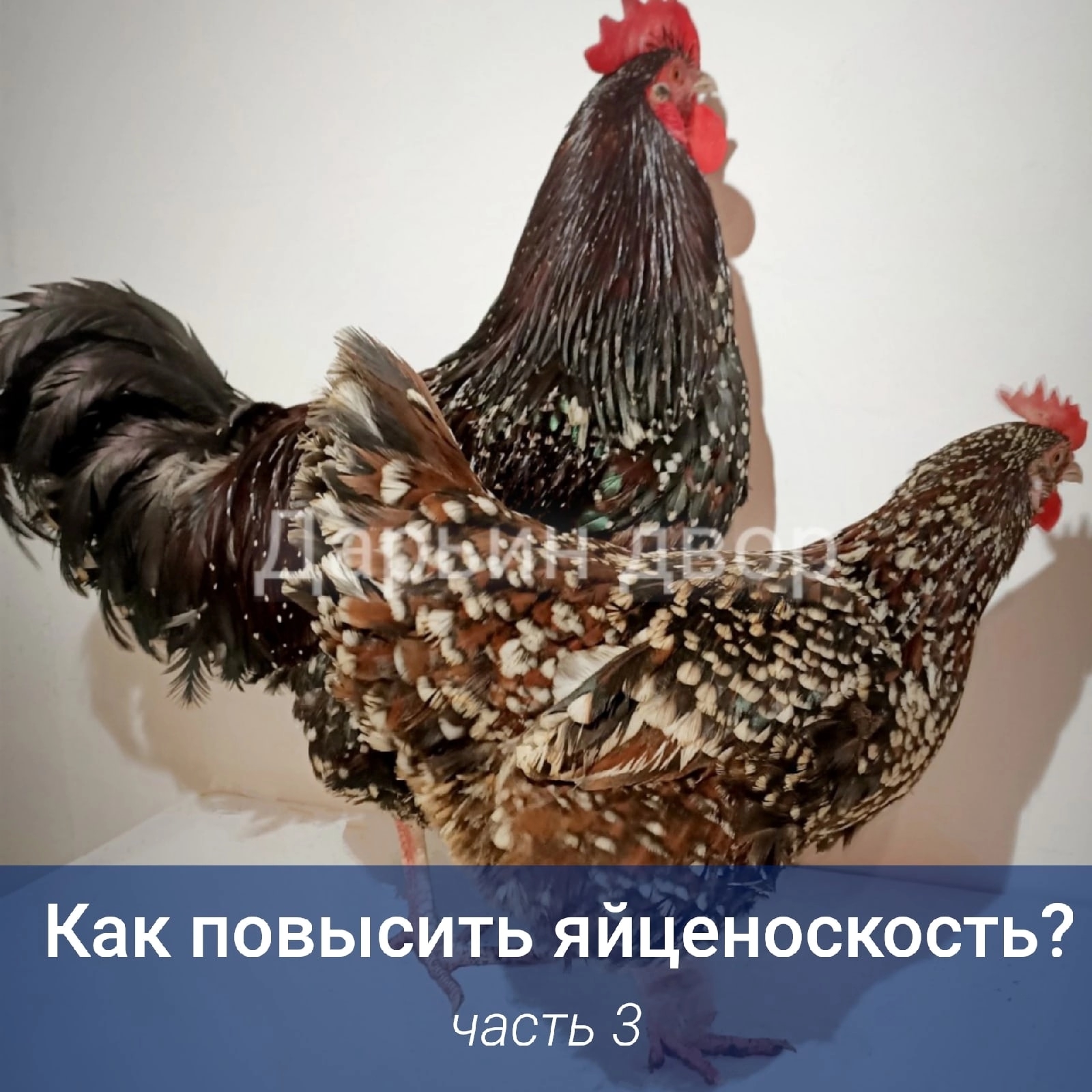 Суссекс порцеляновый — молодка