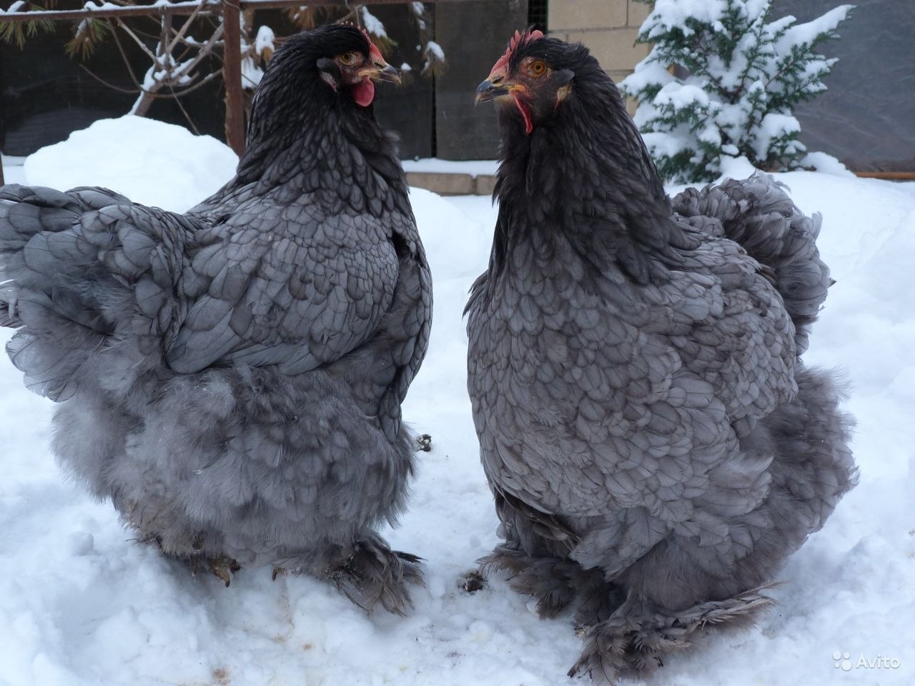 Кохинхин голубой