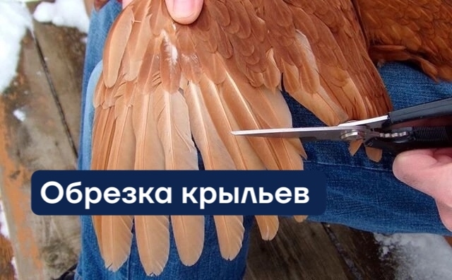 Леггорн ассорти