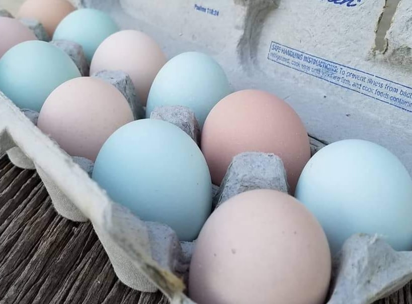 Амераукана голубое золото (голубое яйцо)