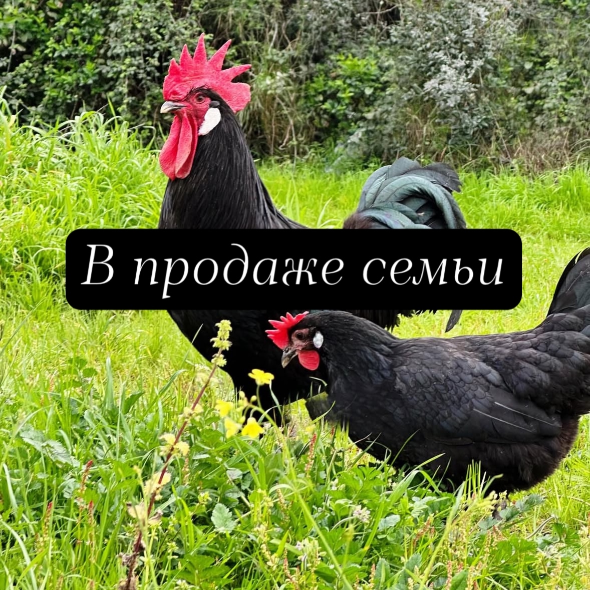 Кохинхин карликовый мрамор — молодка