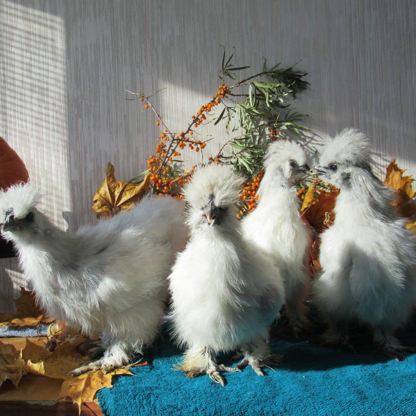 Шёлковая лавандовая Silkie lavender