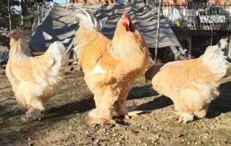 Брама лимон