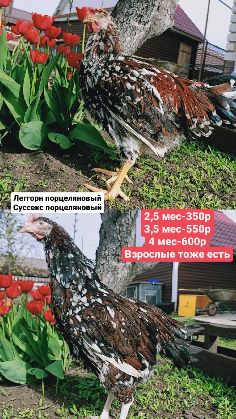 Брама белая