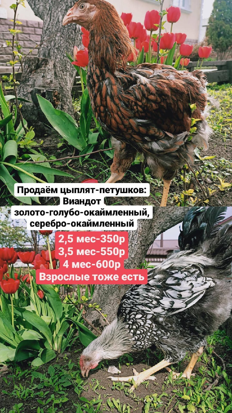 Брама черное золото