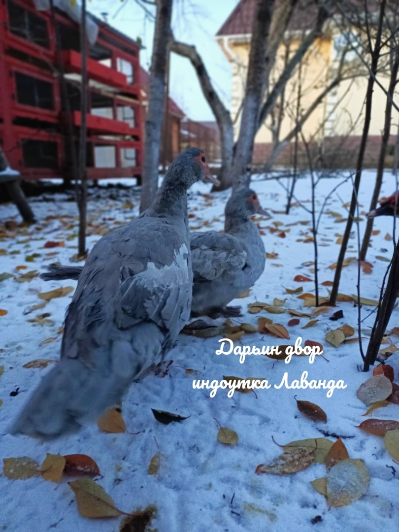 Брама лаванда